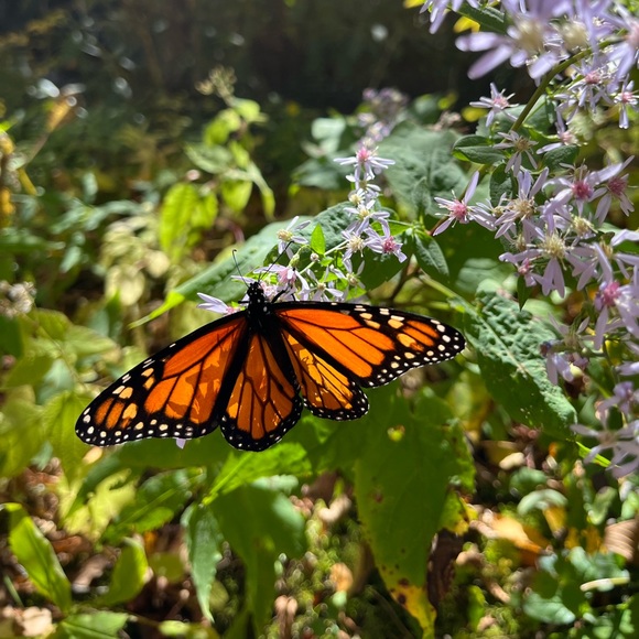 Meet your Posher, Belinda - Picture 3 of 5